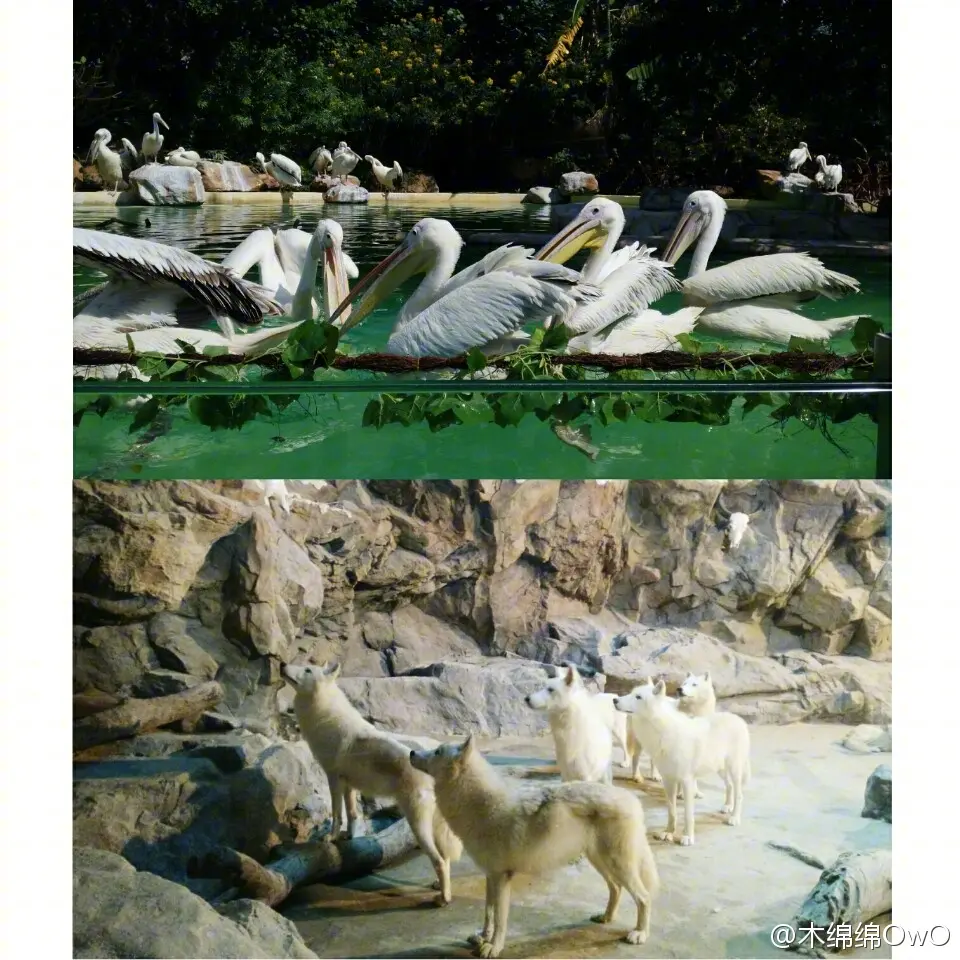 木绵绵 微博33 [50P]