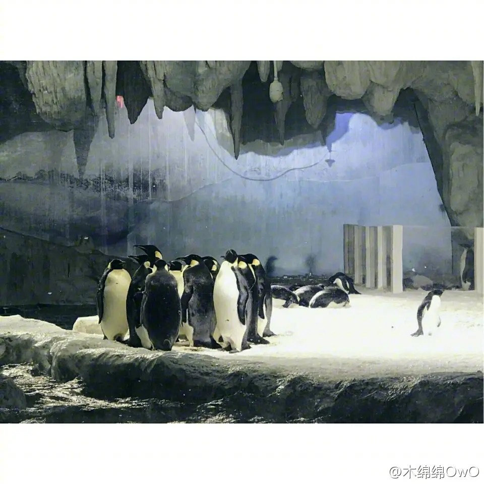 木绵绵 微博33 [50P]