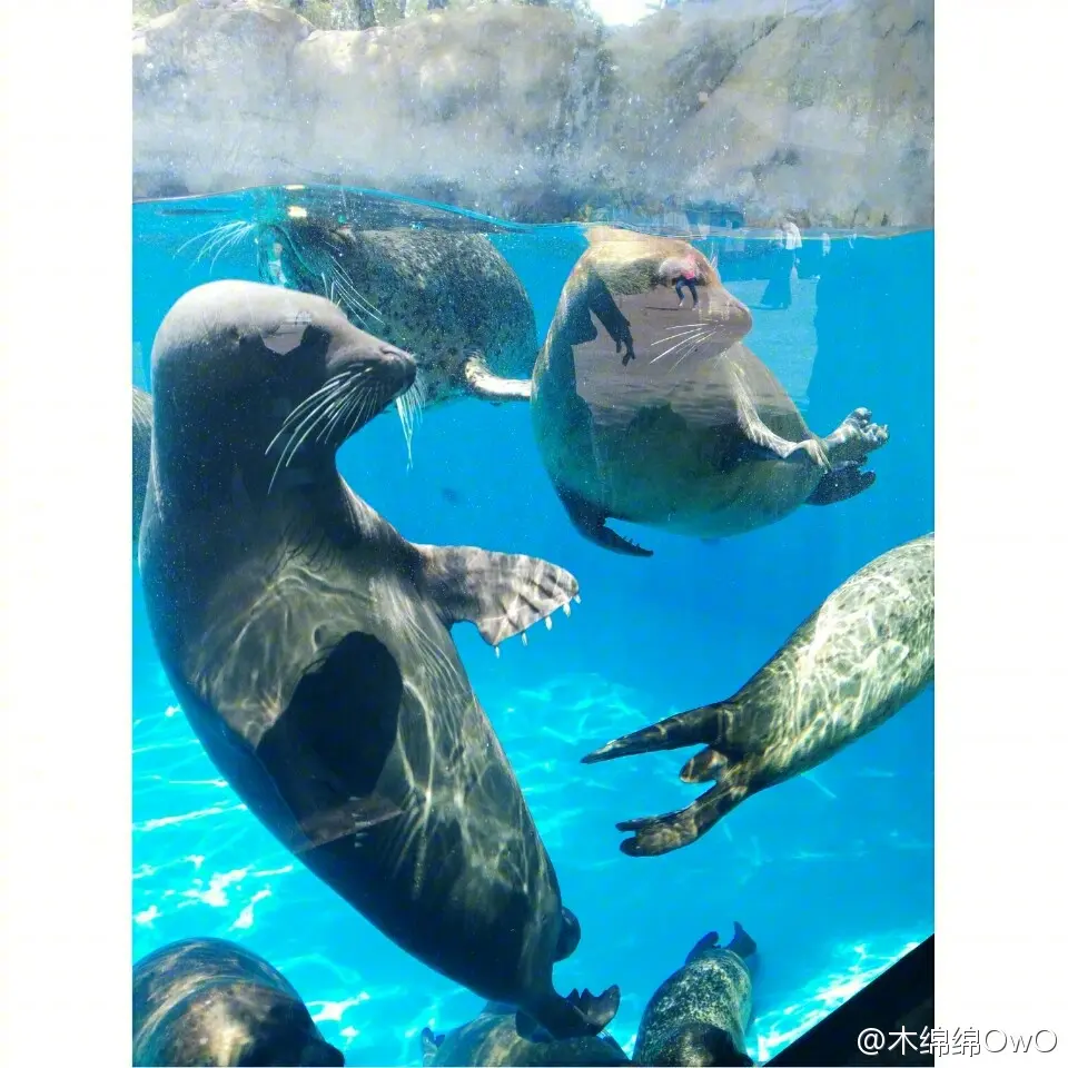 木绵绵 微博33 [50P]