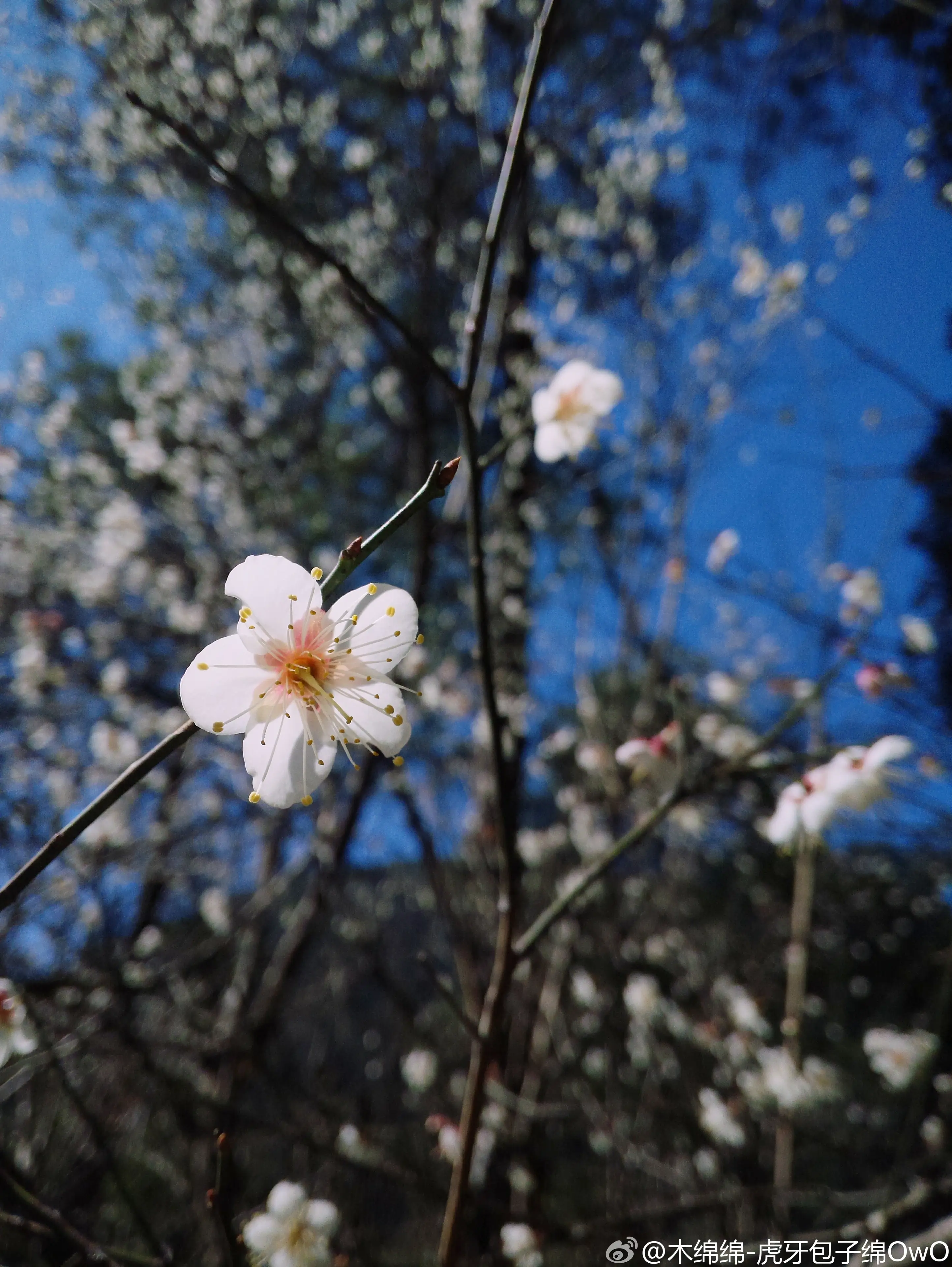 木绵绵 微博43 [50P]