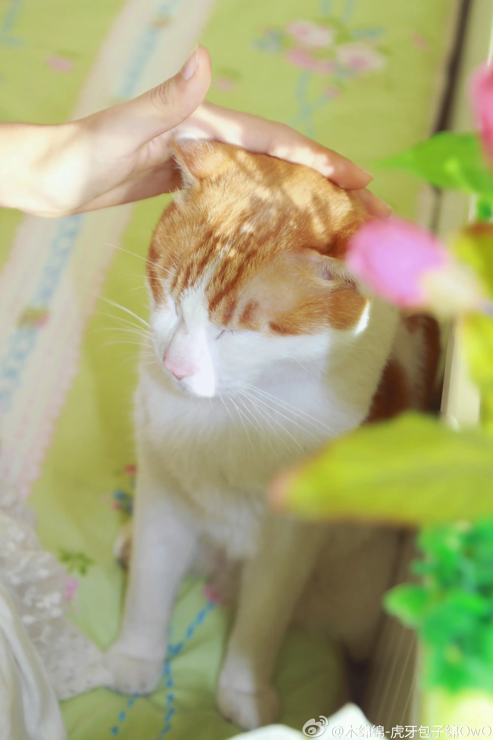 木绵绵 微博45 [50P]