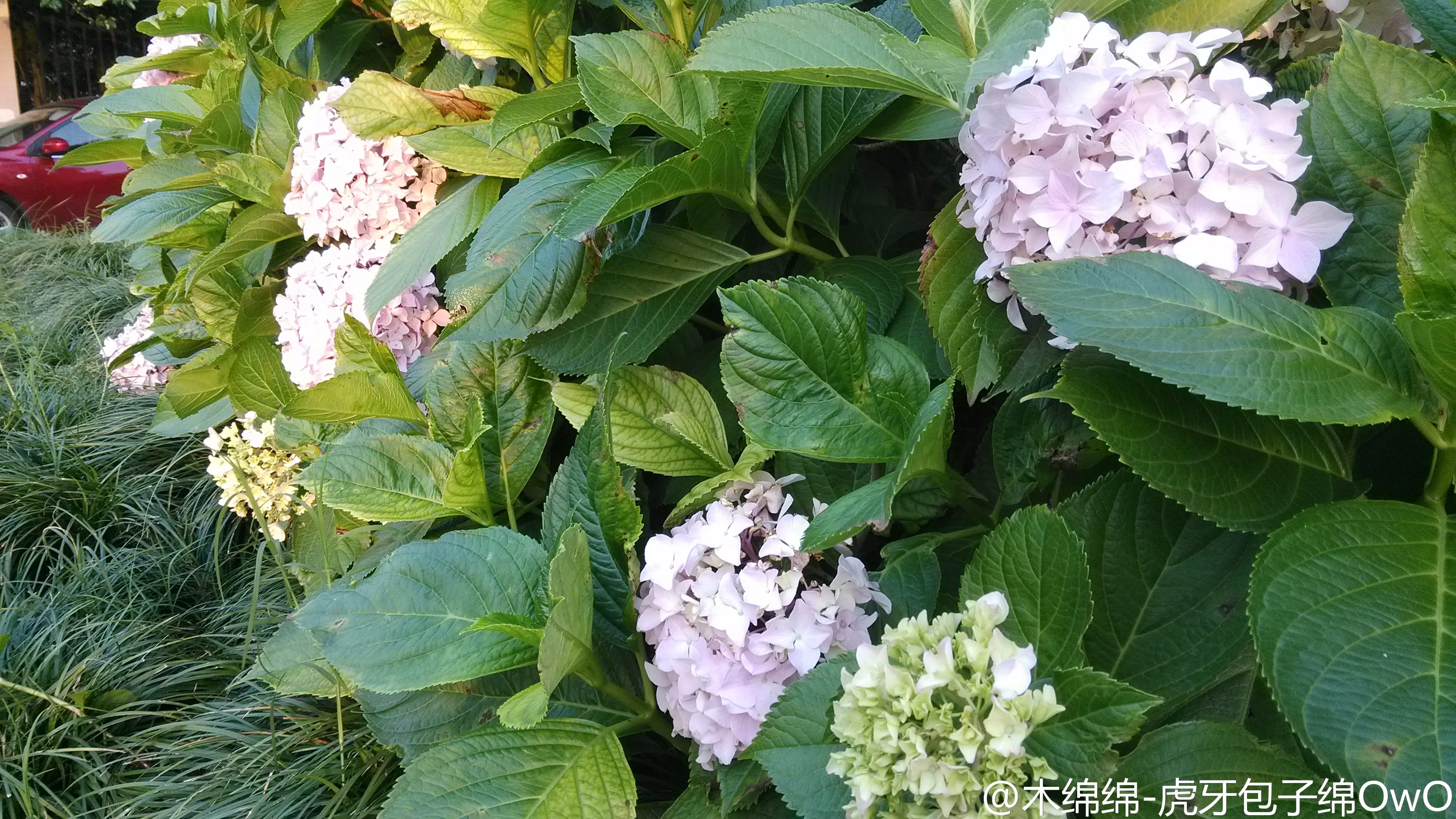 木绵绵 微博47 [50P]