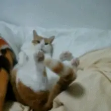 木绵绵 微博47 [50P]