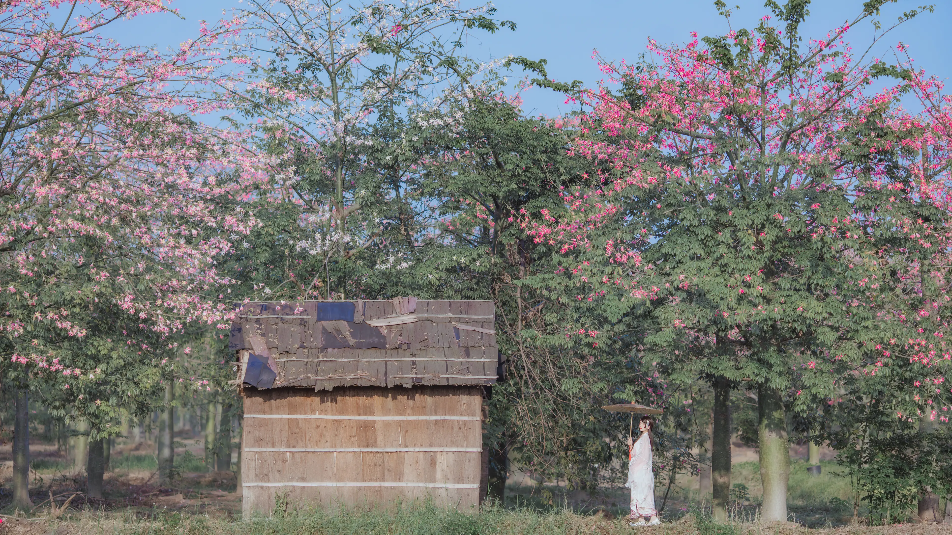 桜桃喵 温柔 汉服桃花 [15P]