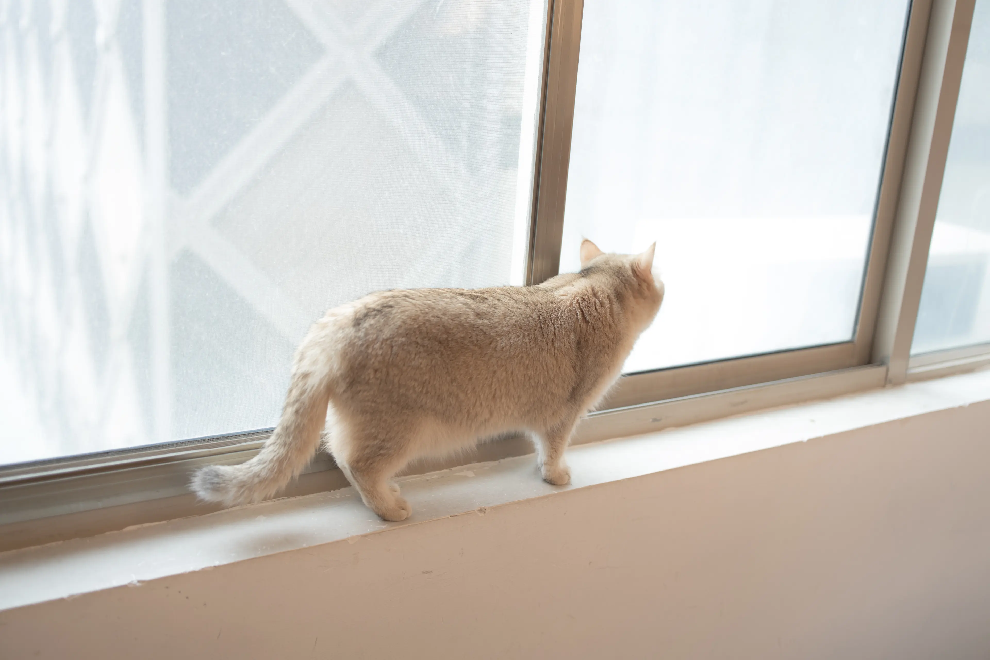 森萝财团 X 80D薄白丝 [65P]