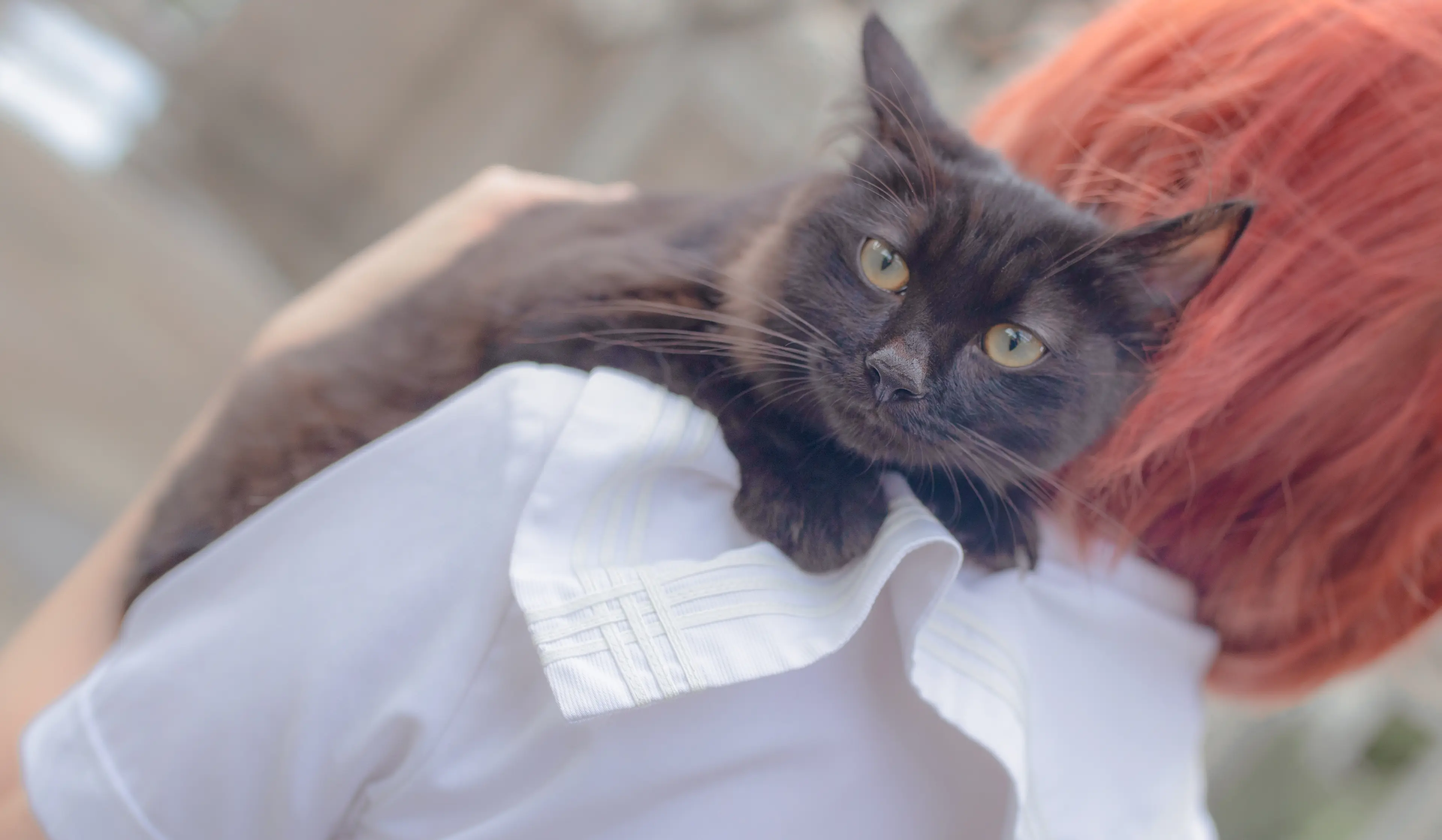 疯猫ss 和猫 [18P]