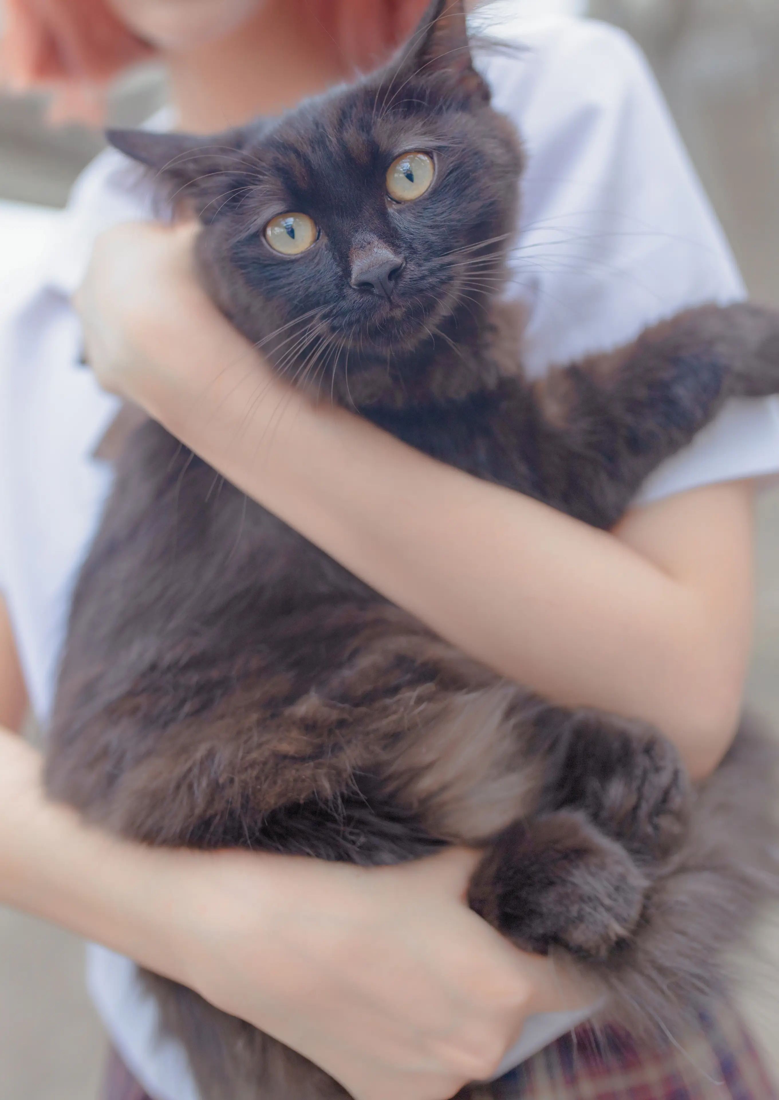 疯猫ss 和猫 [18P]